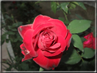 foto Rose
